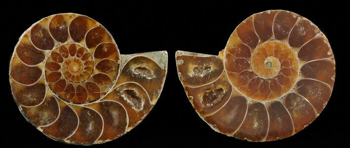 Small Desmoceras Ammonite Pair - #49829